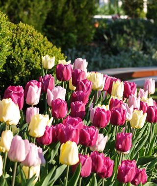 Angebot: Wellnessclubwoche für Clubmitglieder Frühling 2027 - Schwarz