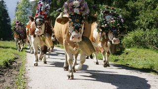 Cattle herding week with an evening of traditional dress - 7 Nights