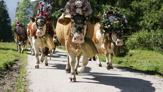 Semaine de la transhumance  du Karwendel avec nuit du costume traditionnel