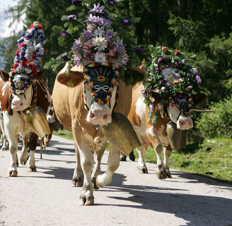 Karwendels Almabtriebswoche mit Nacht der Tracht & hauseigenem Almabtrieb - 7 ÜN