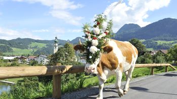Kirchtag festival & cattle drive | 5 nights