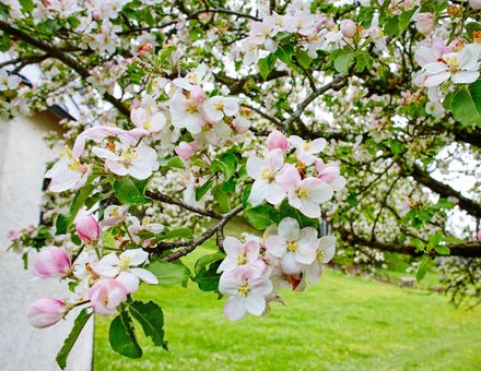 Angebot: Frühlings-Fit mit 10%-Bonus - Biohotel Eggensberger