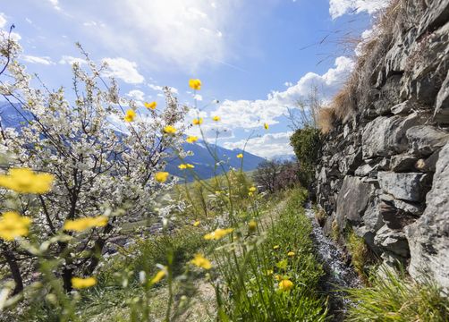 biohotels anna wanderung frühling - Landhotel Anna & Reiterhof Vill