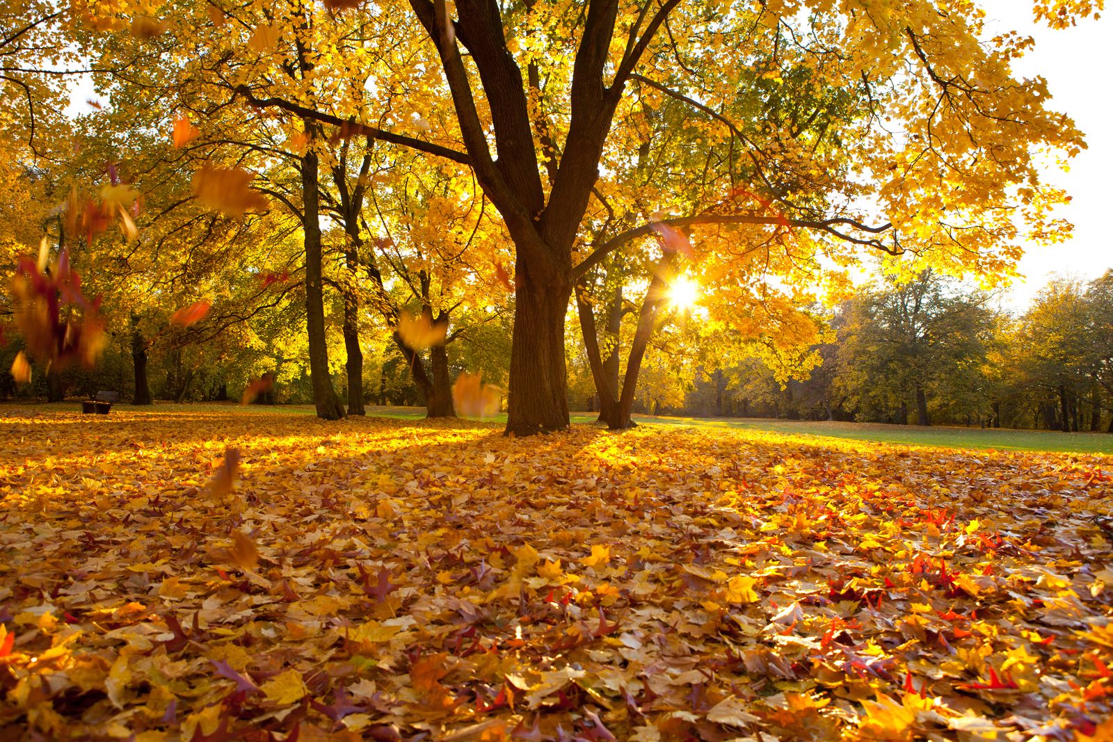 Golden autumn image 1 - Parkhotel Burgmühle