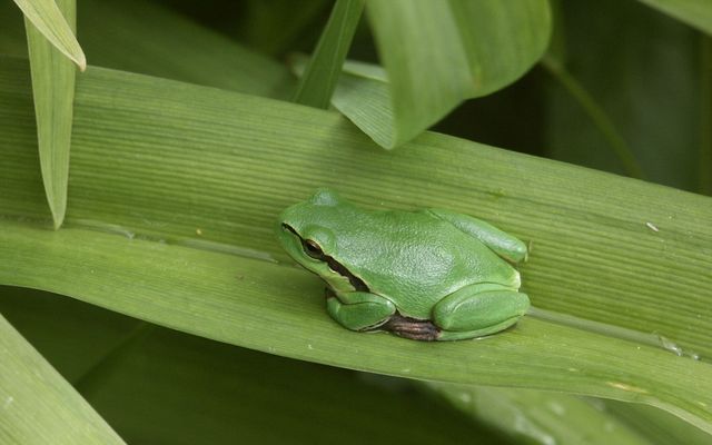 Nature watch - when the lady slippers (Orchid) bloom 2/13