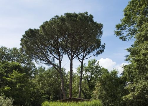 Biohotel Il Cerreto: Abkühlung im Schwimmbad - Bio-Agriturismo Il Cerreto, Pomarance (Pisa), Toskana, Italien