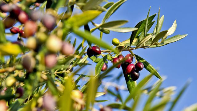 Holidays at the source of Mani olive oil...