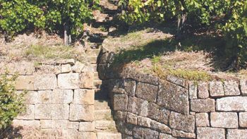 My day at the winegrower's
