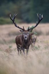 WildLIEBE
