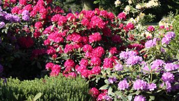 Rhododendron magic