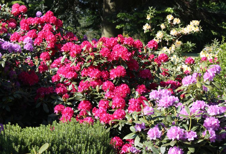 Romantik Hotel Jagdhaus Eiden am See: Rhodozauber