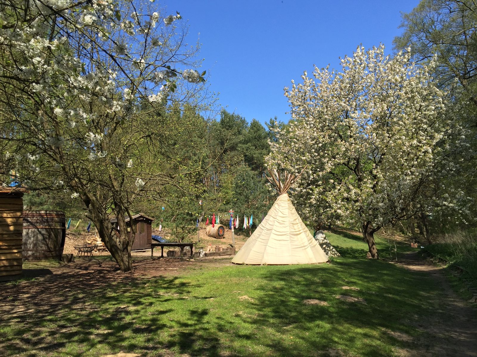 Kirschblüte am Indianerclaim