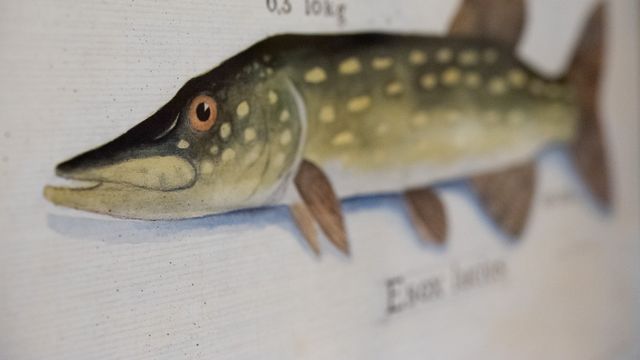 Garmischer Fliegenfischerwochen