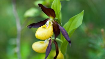 Frauenschuh Erlebnis
