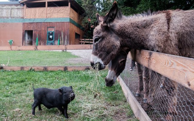 Esel und Schwein auf der Bliem Ranch