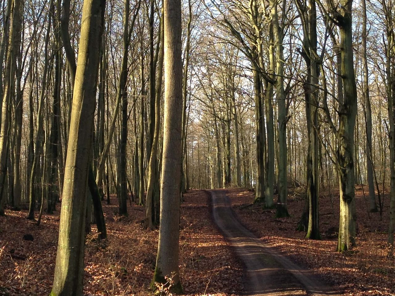 Ein langer Pfad führt durch einen dicht bewachsenen Wald und lädt zum Spazieren gehen bei einem Kurzurlaub in Heringsdorf ein