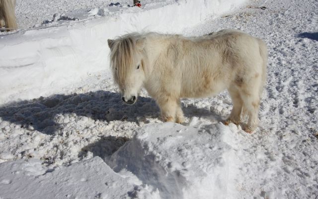 Reiten - auch im Winter