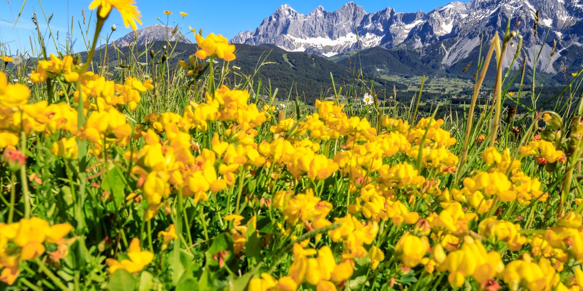 Offer: Spring in the mountains - Hotel Schütterhof