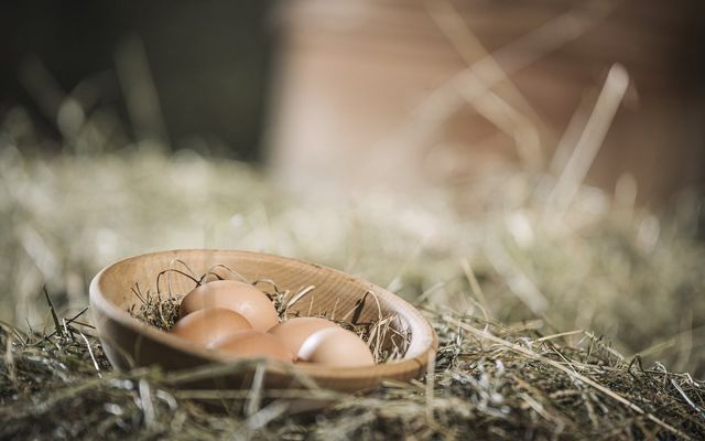 Echte Bauernhoferlebnisse für Kinder