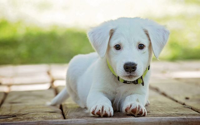 Tirolerhof Pfotenclub - Hotel Tirolerhof