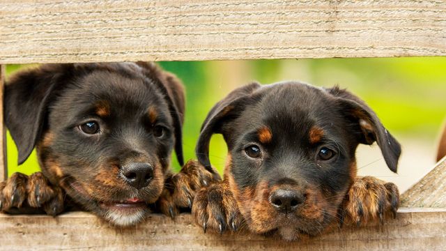 PFOTENCLUB - Urlaub mit Hund 