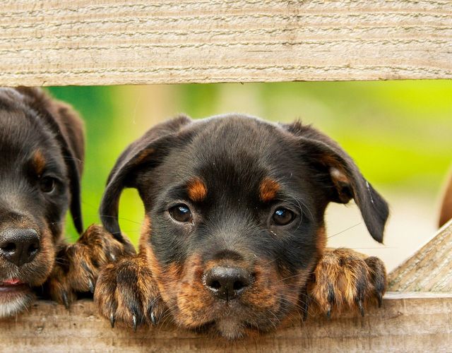Offer: Tirolerhof Puppy love  - Hotel Tirolerhof